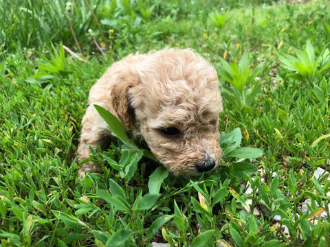 Maltipoo Litter Pictures From Izzie & Ollie May 2019