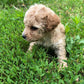 Maltipoo Litter Pictures From Izzie & Ollie May 2019