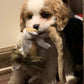 Happy Cavapoo puppy in need of a loving family