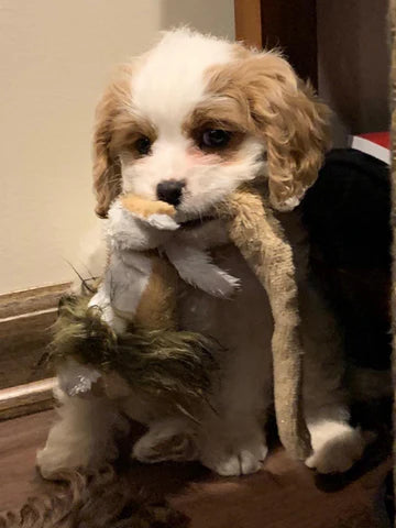 Happy Cavapoo puppy in need of a loving family