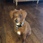 Little Red Toy Poodle In His New Home In Kansas! “Banks”