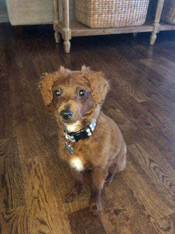 Little Red Toy Poodle In His New Home In Kansas! “Banks”