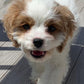 Adorable Cavapoo puppy for sale