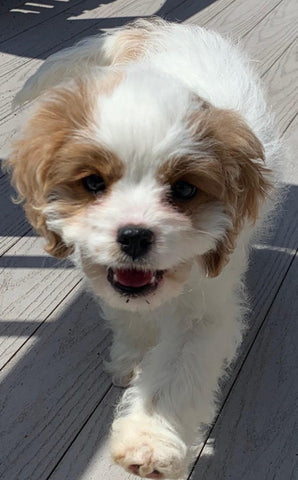 Adorable Cavapoo puppy for sale