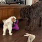 Fluffy Cavapoo puppy ready to be adopted