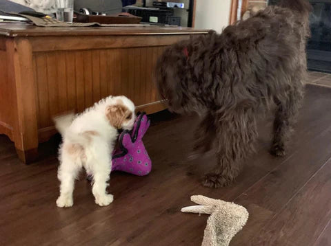 Fluffy Cavapoo puppy ready to be adopted