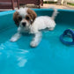 Cute Cavapoo puppy looking for a forever home