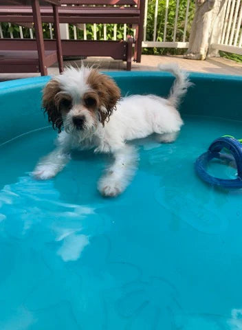 Cute Cavapoo puppy looking for a forever home