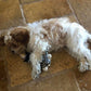 Friendly Cavapoo puppy available for adoption