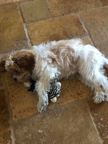 Friendly Cavapoo puppy available for adoption