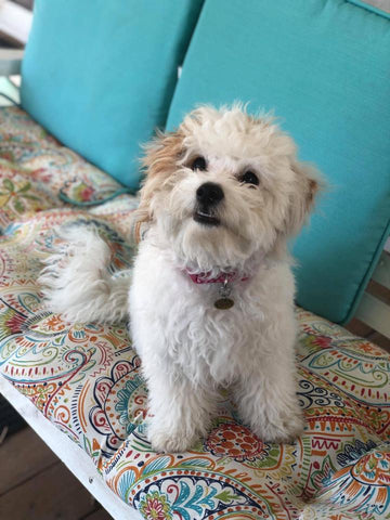 Maltipoo white puppy exploring her new surroundings
