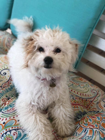 FiFi the Maltipoo white puppy playing in her new home
