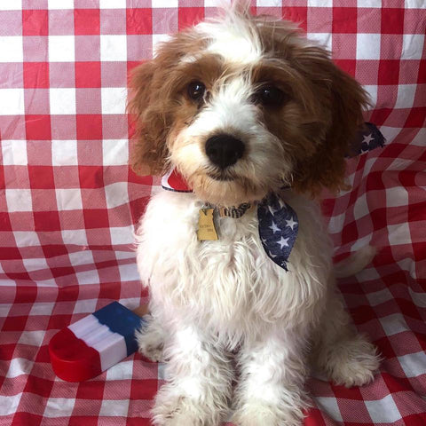 Young Cavapoo puppy for sale