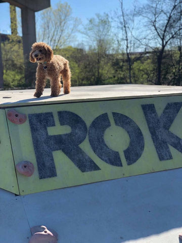 Playful miniature poodle enjoying outdoor time
