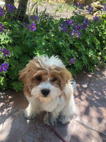 Cavapoo puppies looking for their forever homes