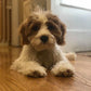 Cavapoo puppy ready to join a loving home