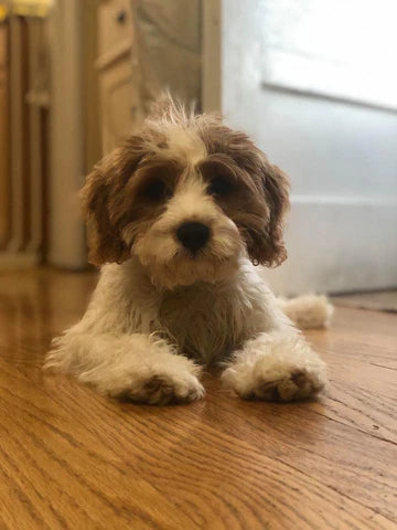 Cavapoo puppy ready to join a loving home