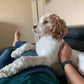 “Mango” The Cockapoo Now In Nebraska!