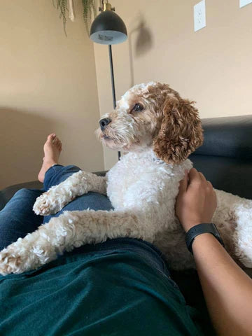 “Mango” The Cockapoo Now In Nebraska!