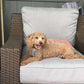 Close-up of a red miniature poodle’s curly coat
