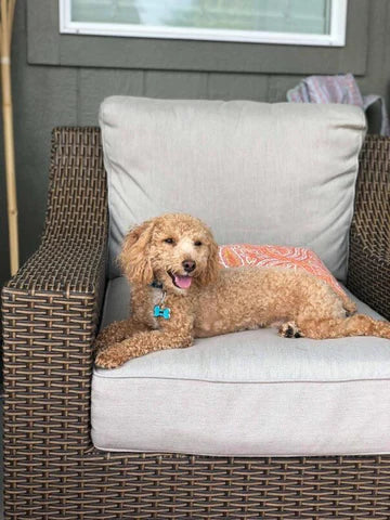 Close-up of a red miniature poodle’s curly coat
