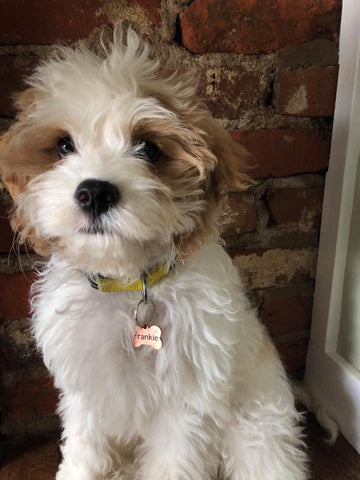 Playful Cavapoo puppy seeking a new home kansas