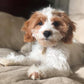 Sweet Cavapoo puppy looking for a family