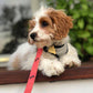 Beautiful Cavapoo puppy ready for adoption