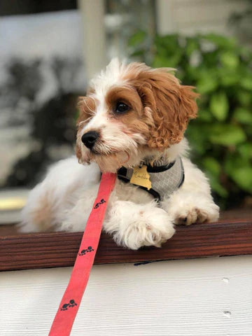 Beautiful Cavapoo puppy ready for adoption