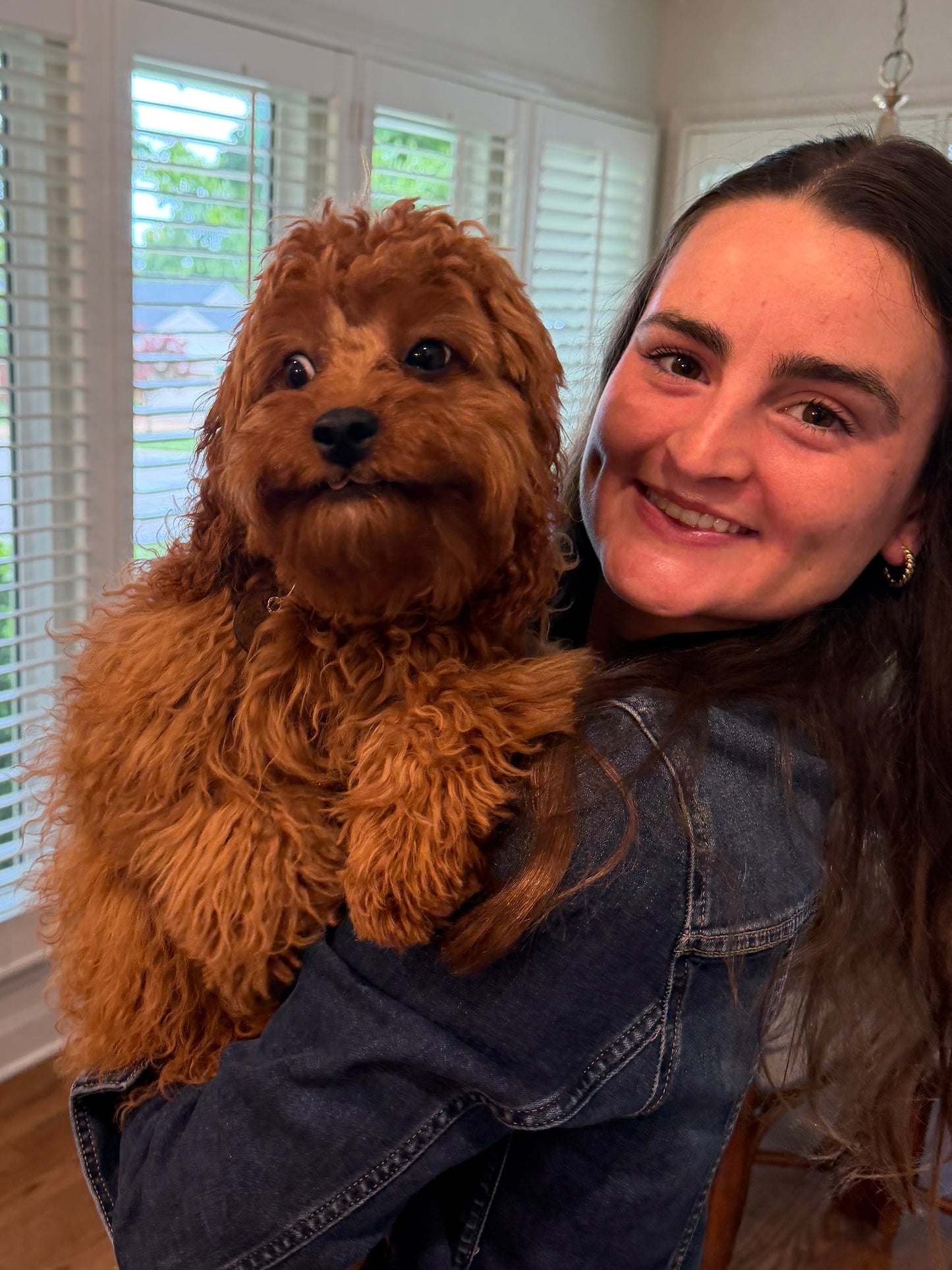 Gertie (Cavapoo)
