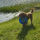 “Xena” (Cavapoo) In Her New Home In Connecticut