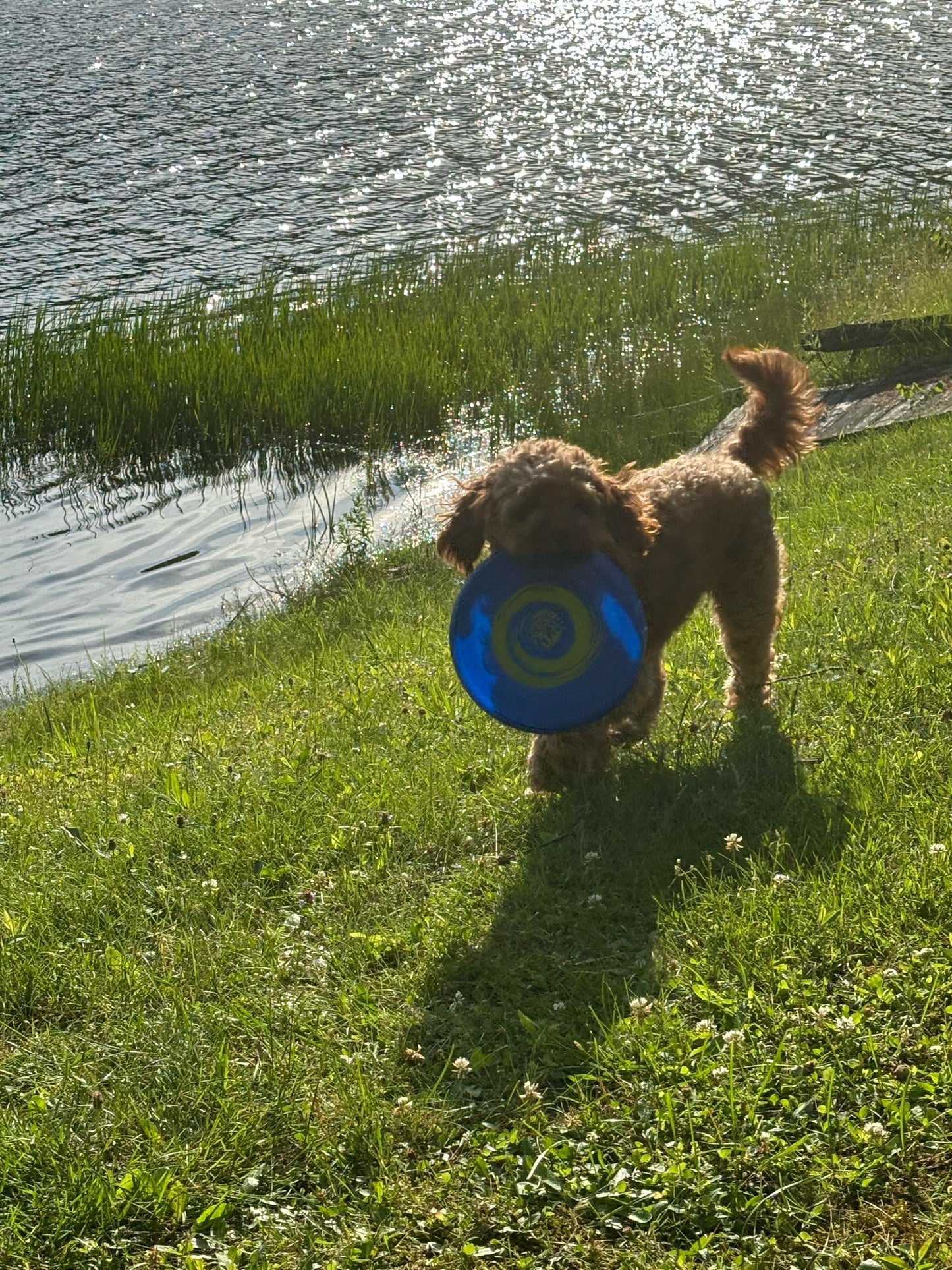 “Xena” (Cavapoo) In Her New Home In Connecticut