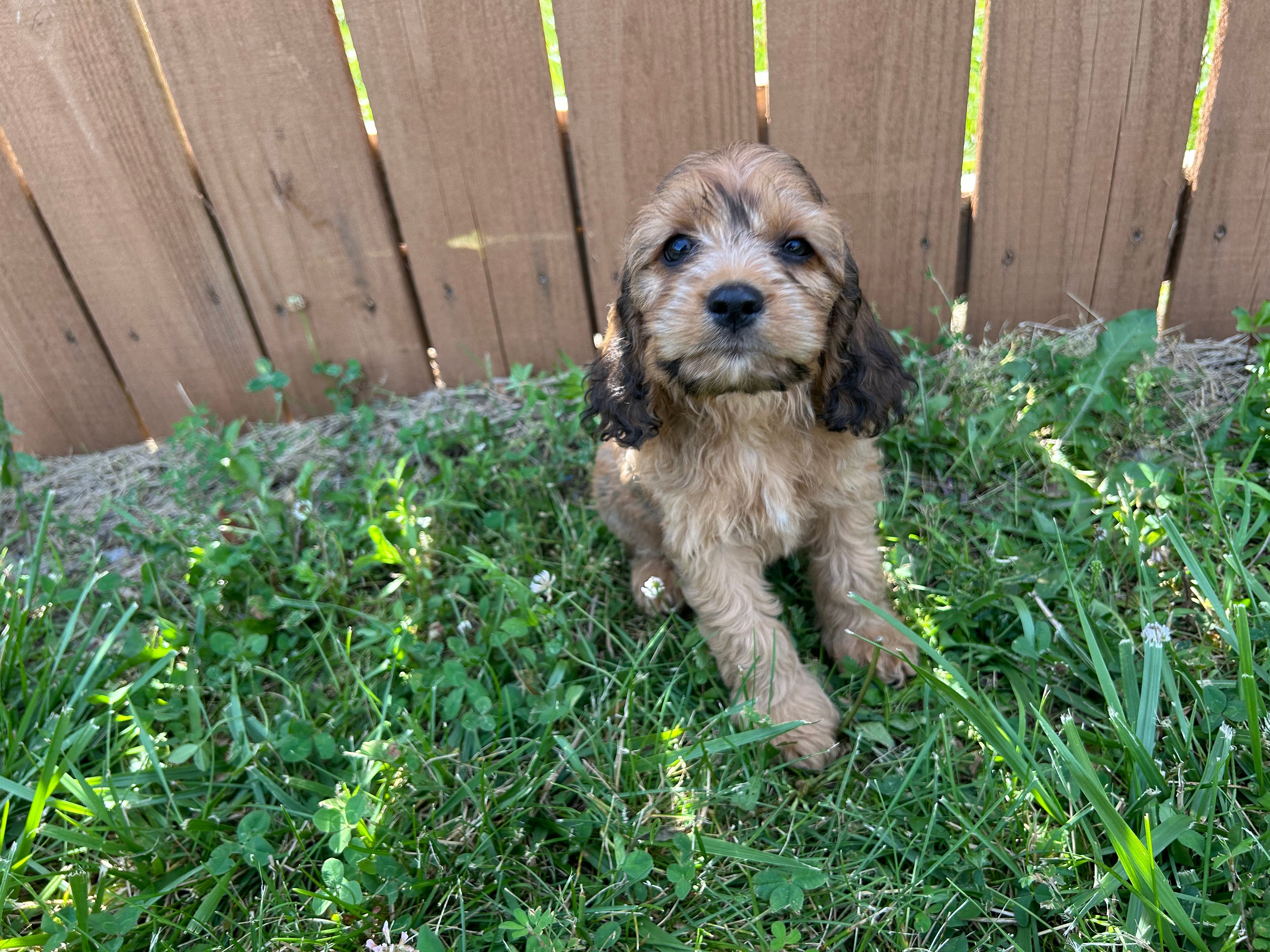Cockapoo Puppy – Weaver Family Farms Puppies