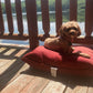 “Xena” (Cavapoo) In Her New Home In Connecticut