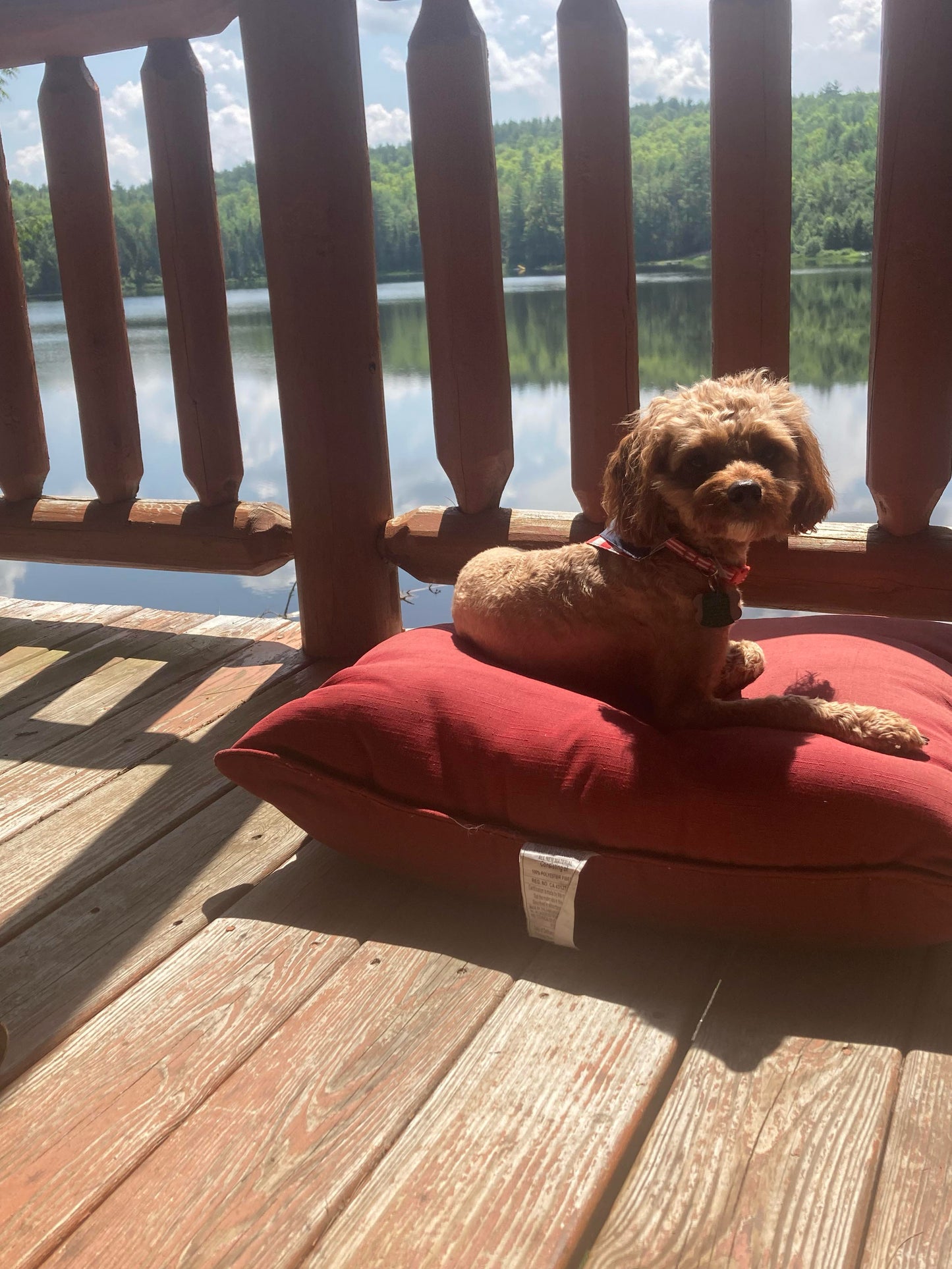 “Xena” (Cavapoo) In Her New Home In Connecticut