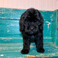 Cockapoo Litter From Dori 2022