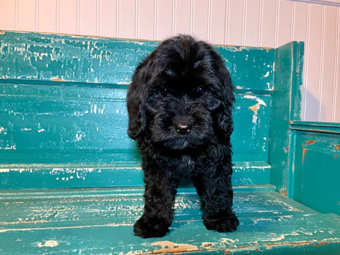 Cockapoo Litter From Dori 2022