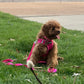 Gertie (Cavapoo)