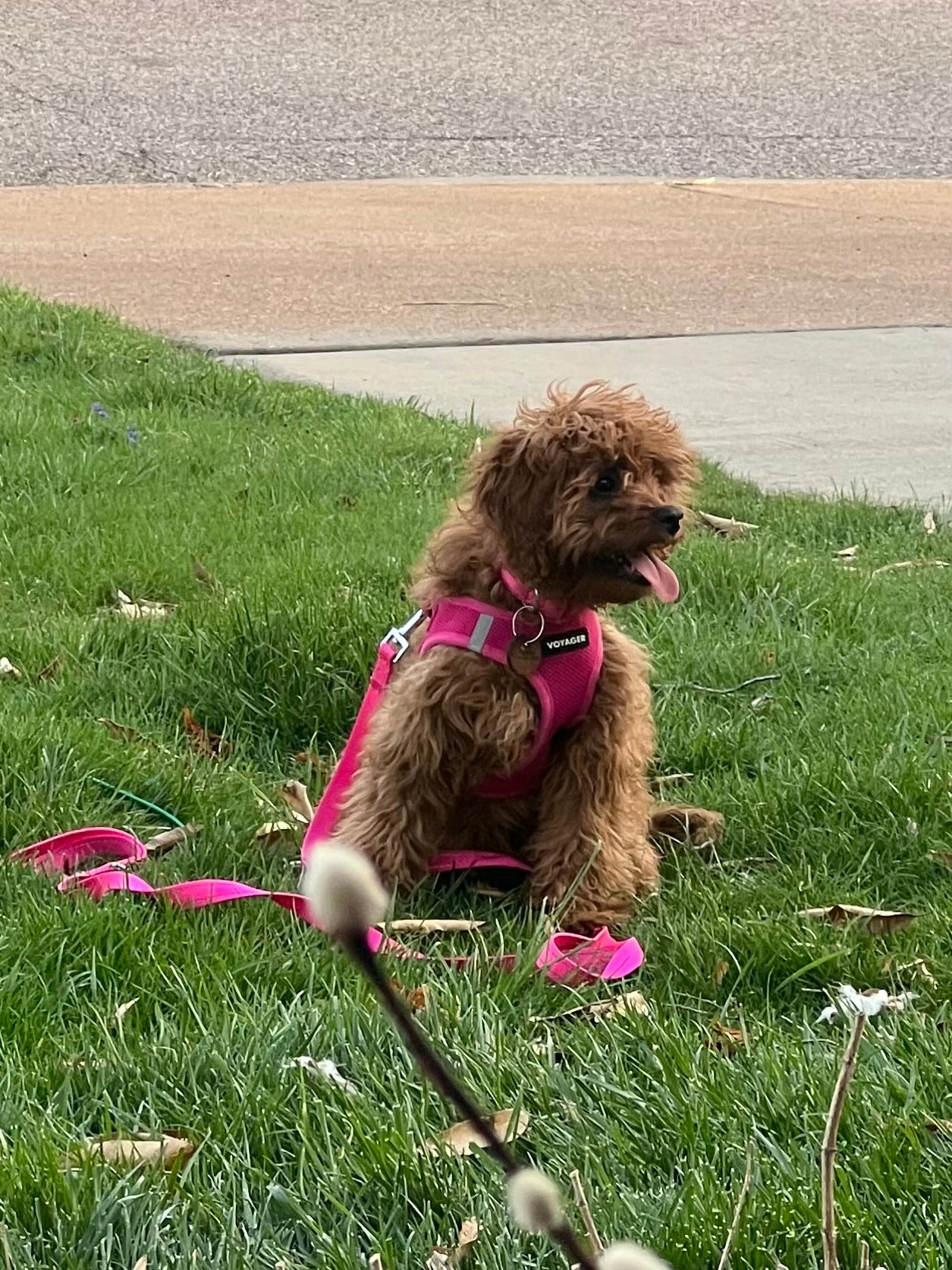 Gertie (Cavapoo)