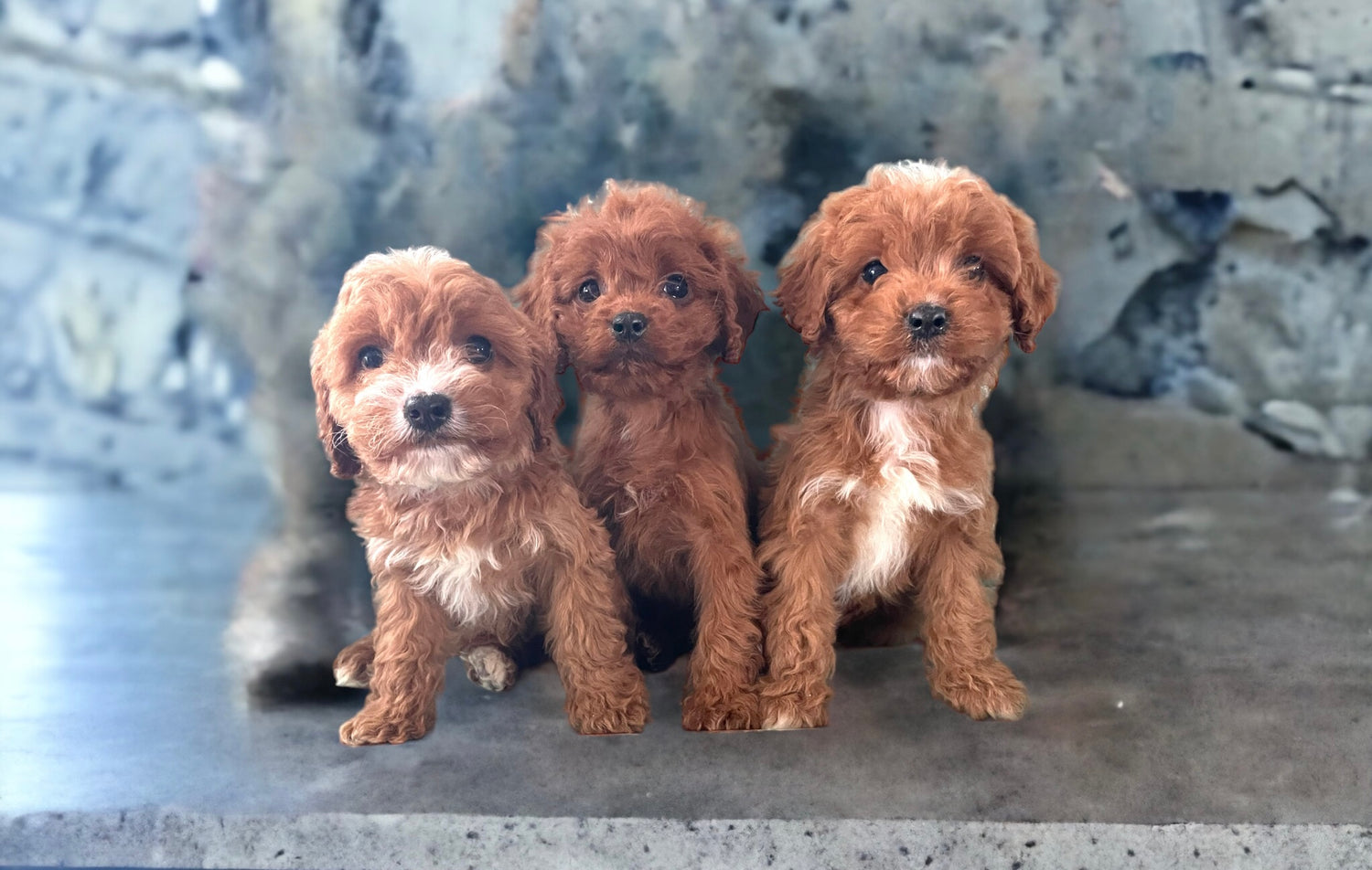 Cockapoo