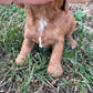 Cavapoo Puppy for Sale – Female Cavapoo from Ava and Jax