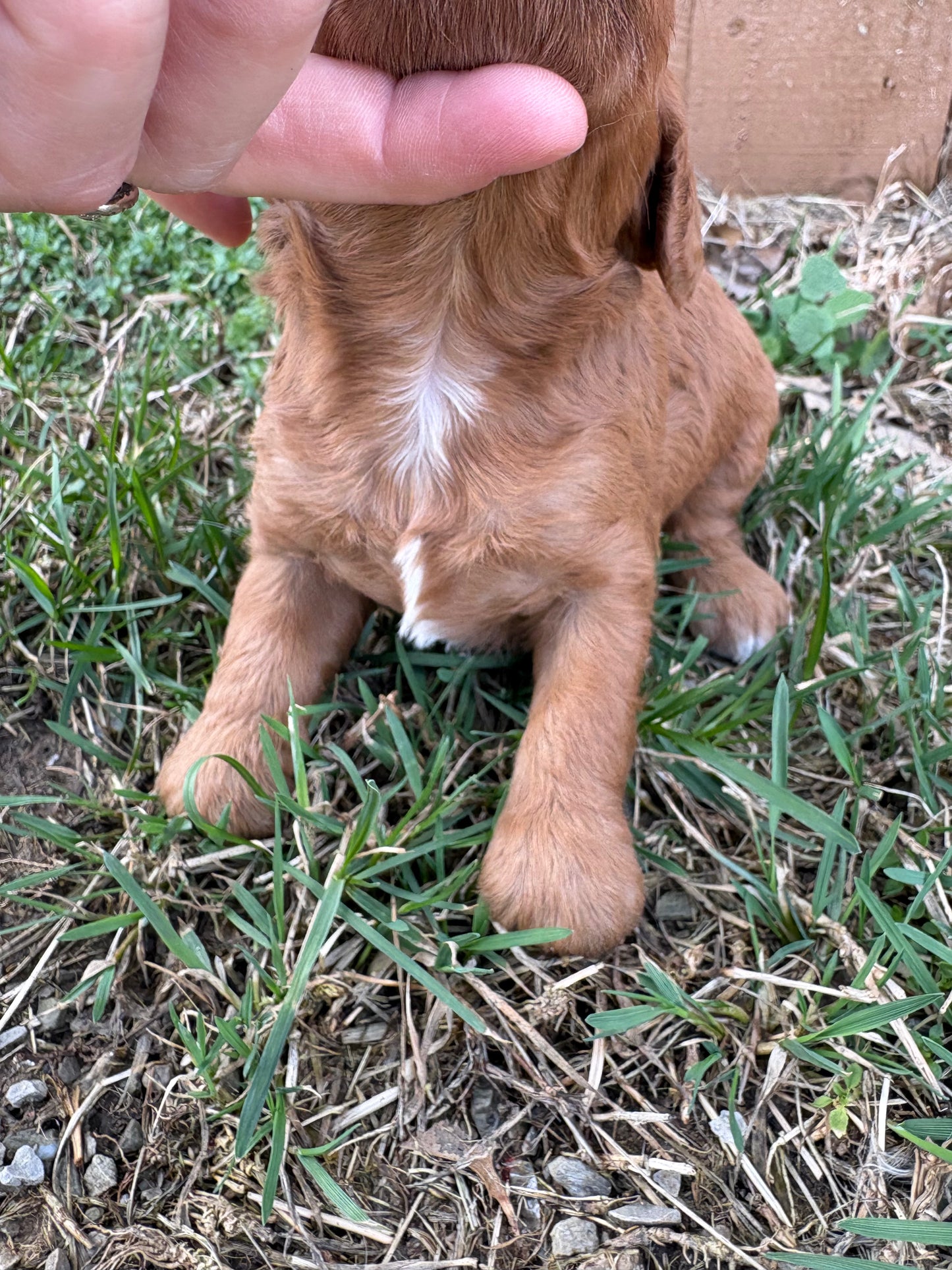 Cavapoo Puppy for Sale – Female Cavapoo from Ava and Jax