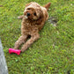 “Xena” (Cavapoo) In Her New Home In Connecticut