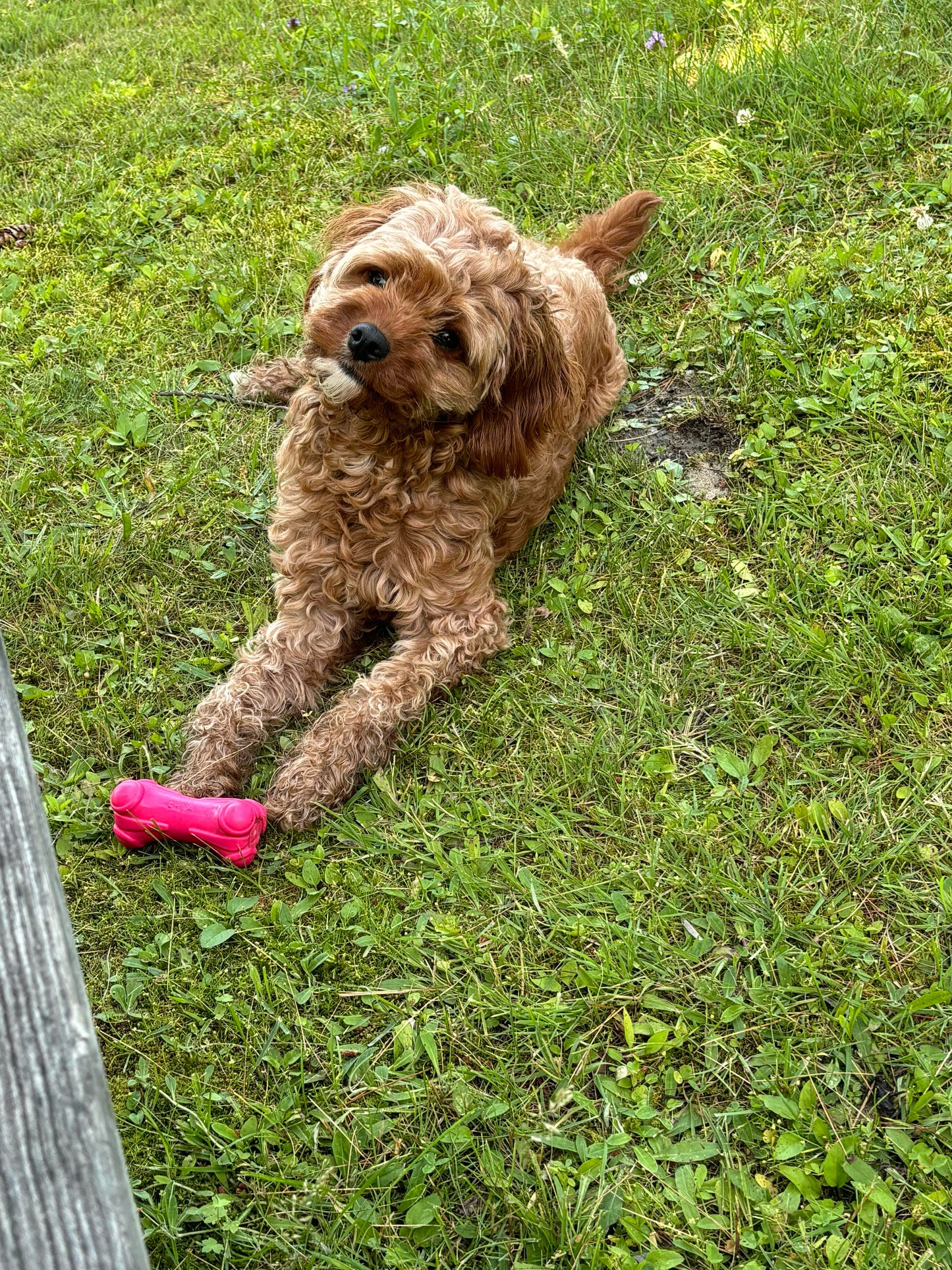 “Xena” (Cavapoo) In Her New Home In Connecticut