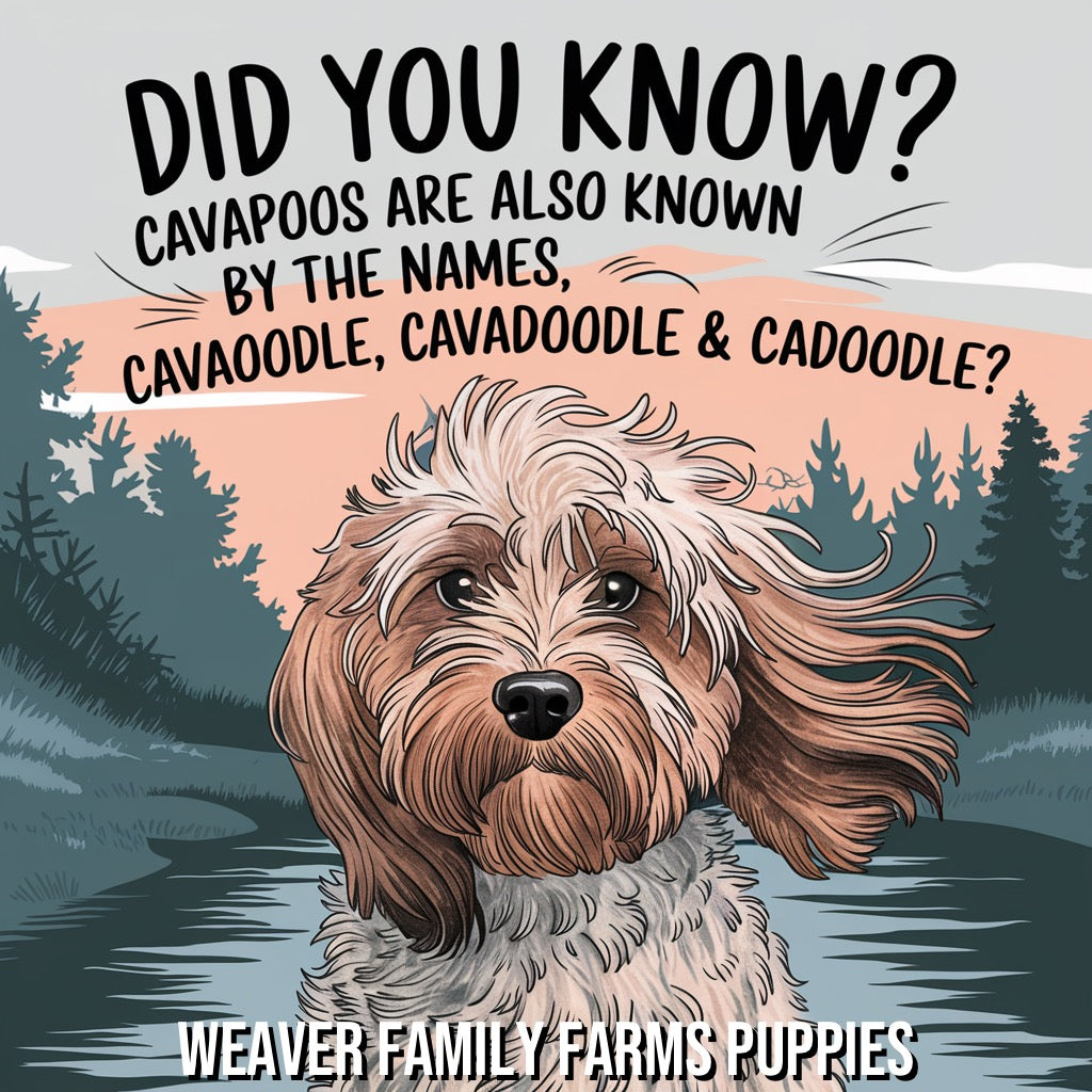 Did you know cavapoos go by other names such as cavadoodle, cavoodle and cadoodle?