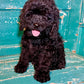 Cockapoo Litter From Dori 2022