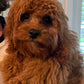 Gertie (Cavapoo)