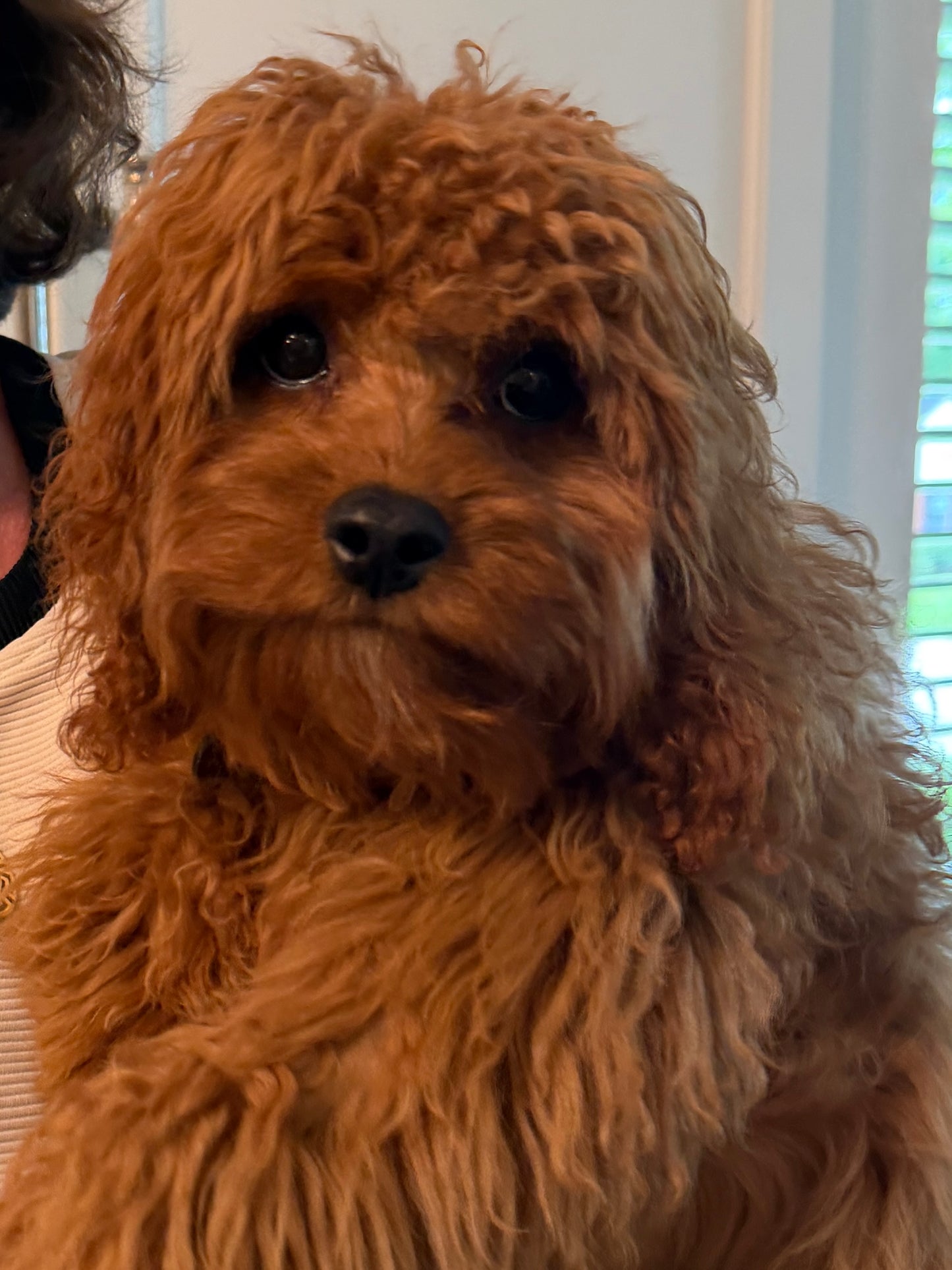Gertie (Cavapoo)