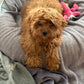 Gertie (Cavapoo)