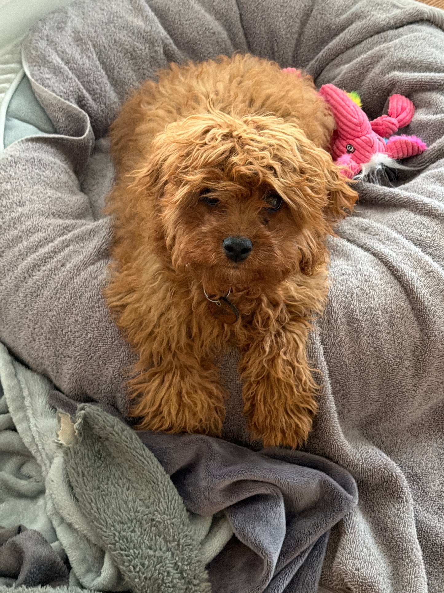 Gertie (Cavapoo)